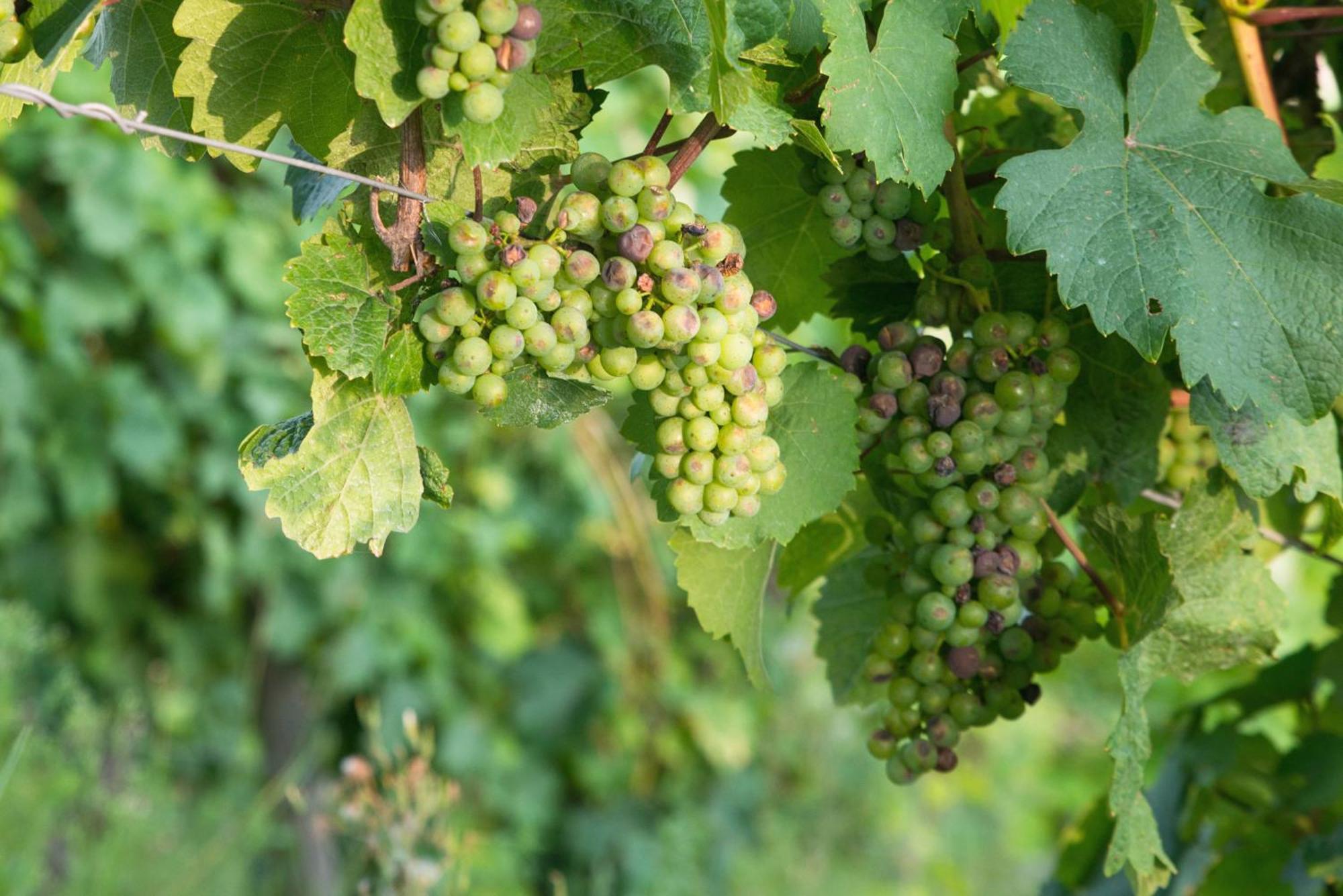 Weingut / Gaestehaus Gerlach 오지그 외부 사진