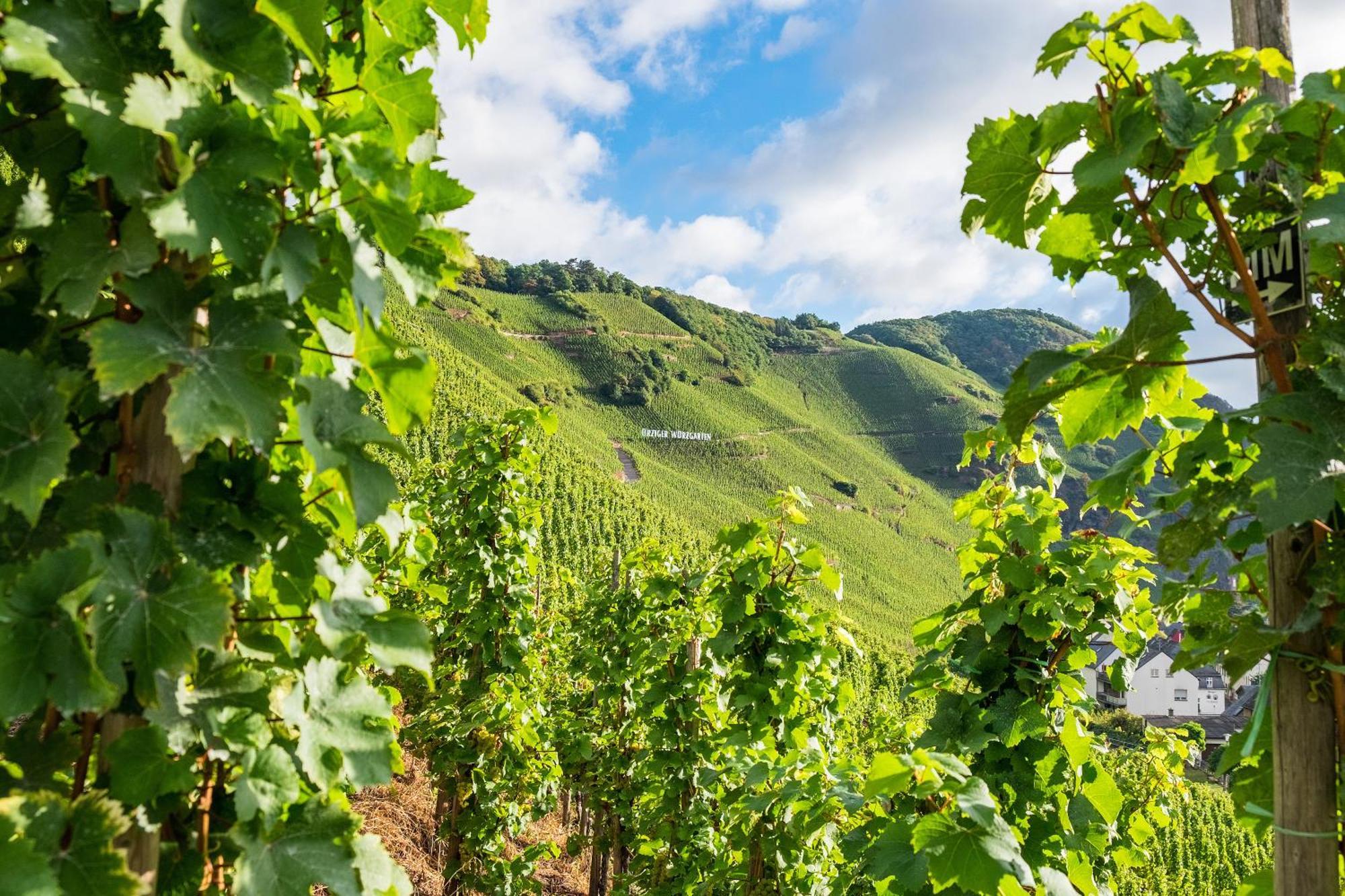 Weingut / Gaestehaus Gerlach 오지그 외부 사진