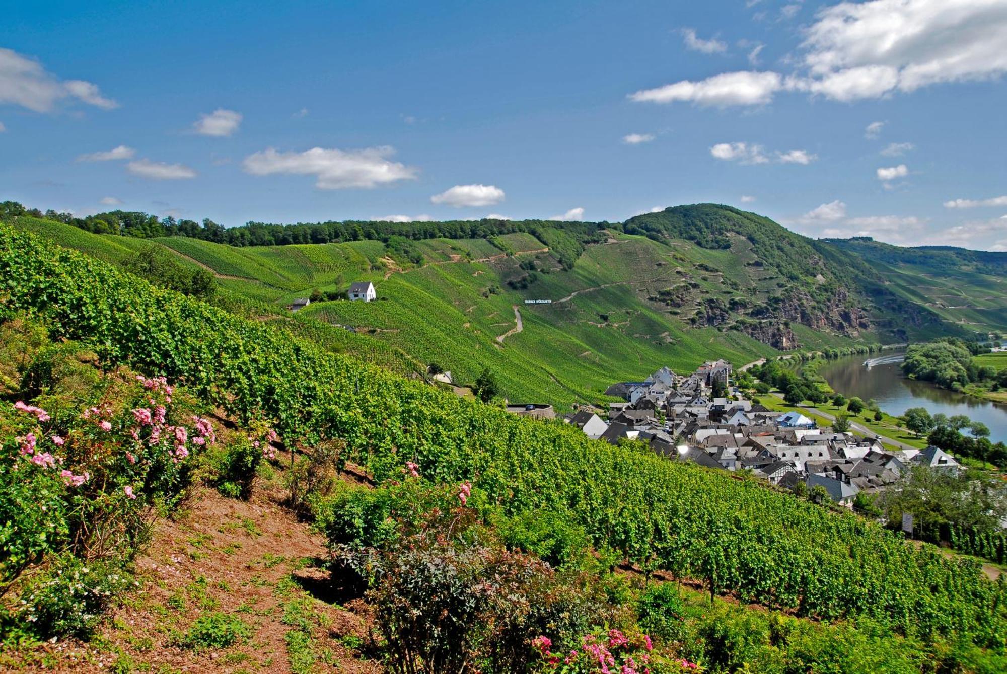 Weingut / Gaestehaus Gerlach 오지그 외부 사진