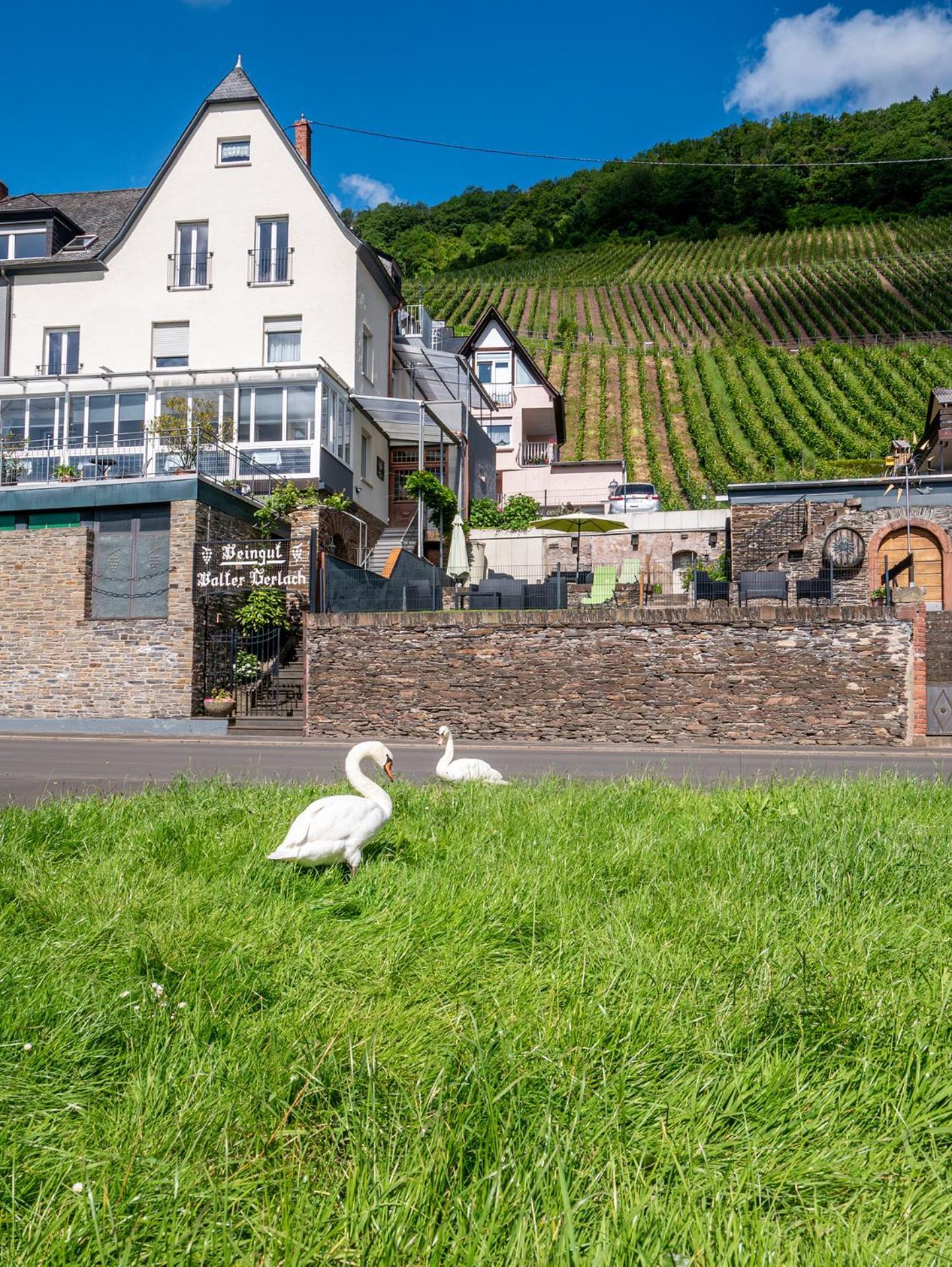 Weingut / Gaestehaus Gerlach 오지그 외부 사진